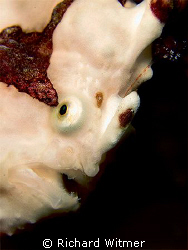 Big Frogfish portrait. Notice the lure in the top right. ... by Richard Witmer 